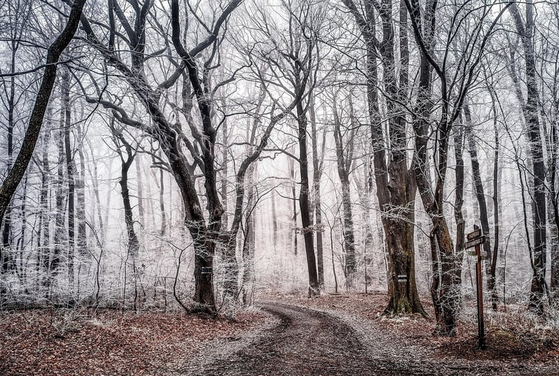 Enchanted Forest Shots