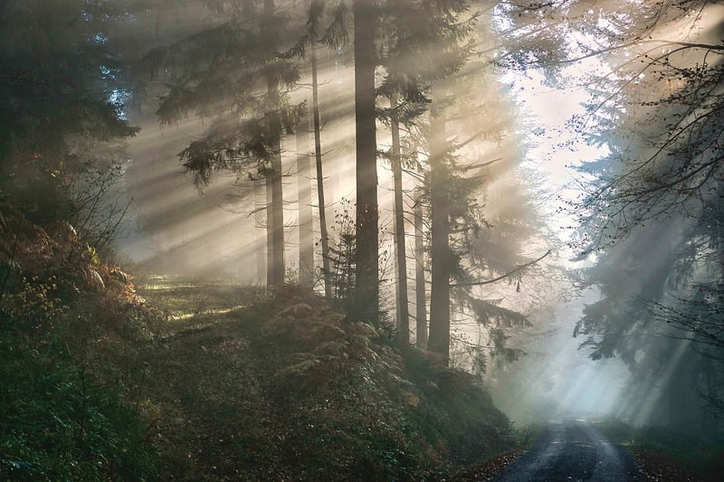 Mystical Woods