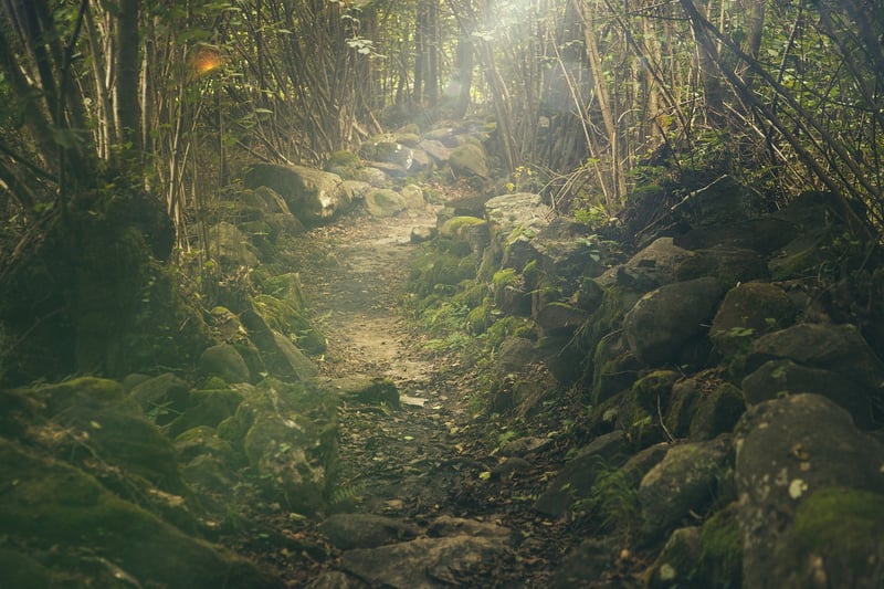Enchanted Forest